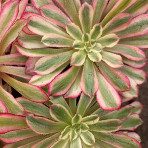 Aeonium Mardi Gras (1 Plants)