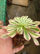 Load image into Gallery viewer, Aeonium Mardi Gras (1 Plants)
