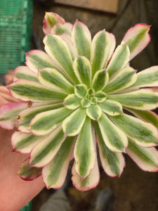 Aeonium Mardi Gras (1 Plants)