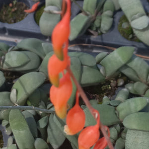 Gasteria glomerata (3 Plants) Kouga bees-tong