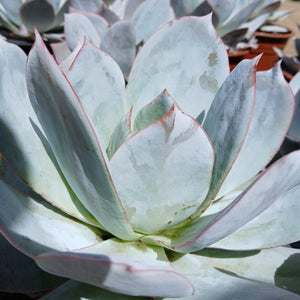 Echeveria Cante Madison (1 Plant) RARE