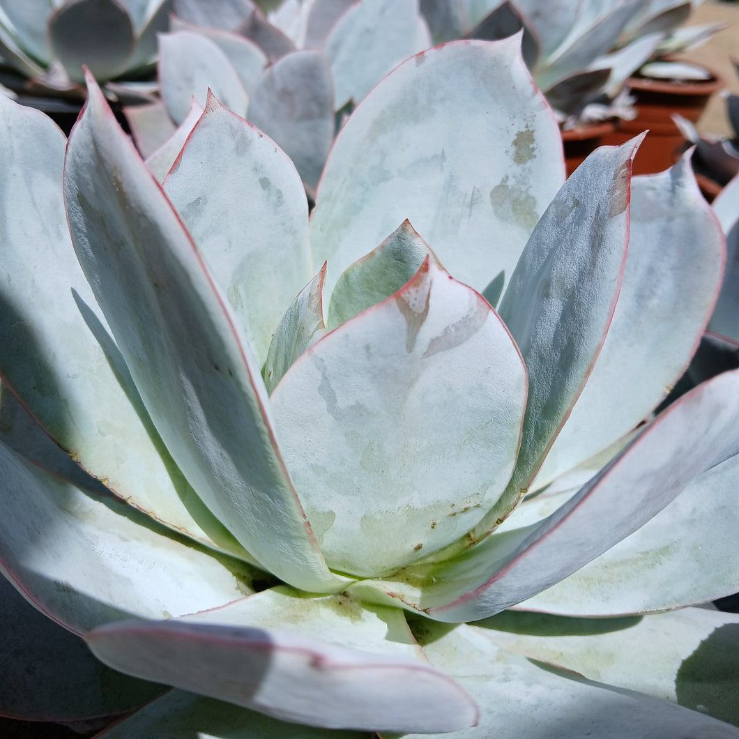 Echeveria Cante Madison (1 Plant) RARE