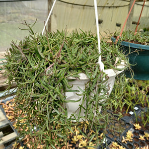 Planted Hanging basket ( Ceropegia strings of needles) - Medium