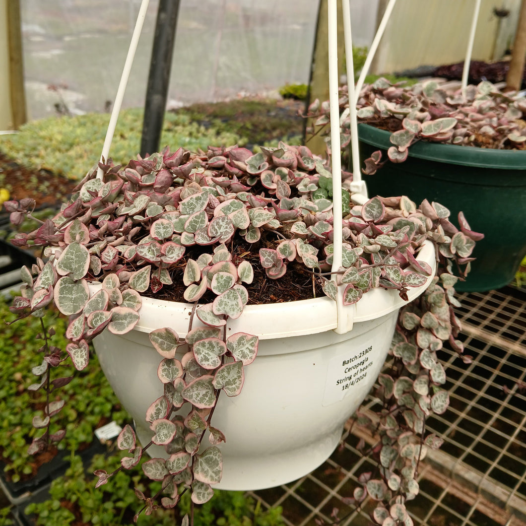 planted Hanging basket (Ceropegia Strings of Hearts.) - Medium