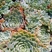 Load image into Gallery viewer, Echeveria Durango (3 Plants)
