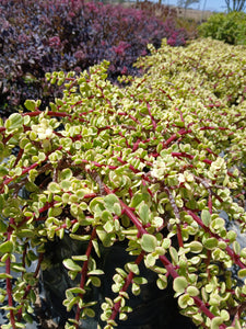 Portulacaria afra - variegata (3 Plants)