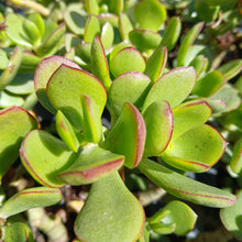 Load image into Gallery viewer, Crassula ovata Nana White (3 plants)
