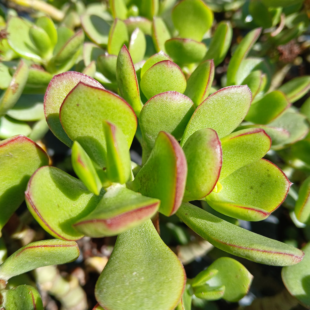 Crassula ovata Nana White (3 plants)