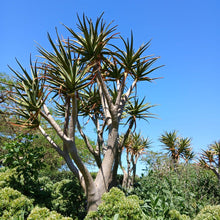 Load image into Gallery viewer, Aloe masada (1 Plant, 70cm)
