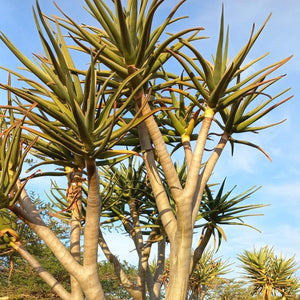 Aloe masada (1 Plant, 1m)