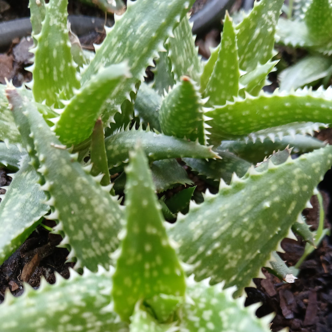 Aloe Swazi (1 Plant) NEW/RARE