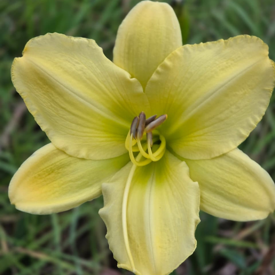 Daylilies - Anna Mae Hager
