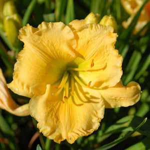 Daylilies - Anna Mae Hager