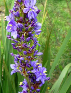 Aristea capitata major (3 Plants)