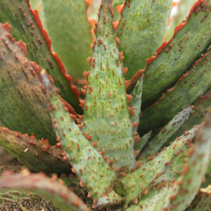 Aloe Pondo  (1 Plant) NEW/RARE