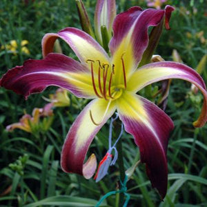 Daylilies - Bali watercolor