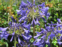 Load image into Gallery viewer, Agapanthus Big Ben
