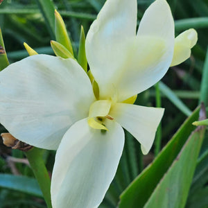 Canna Little Princess