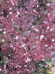 Crassula Cape Star  (3 Plants)