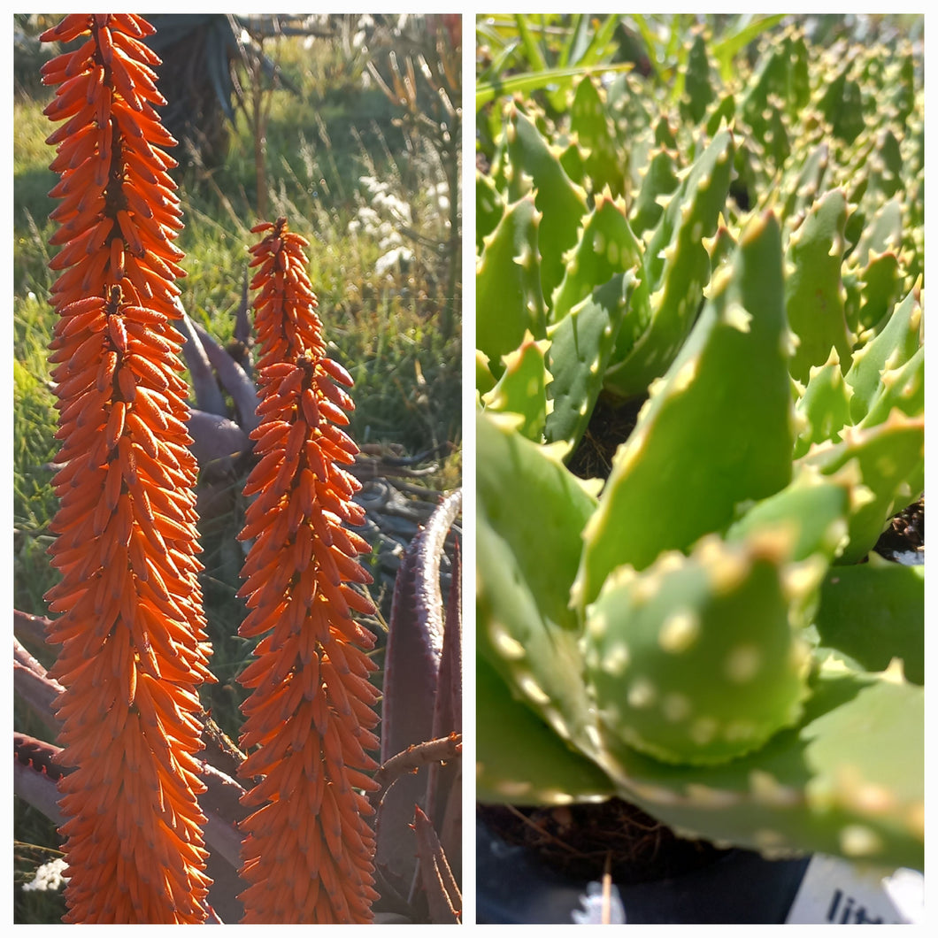 Aloe Combo (6 Plants)