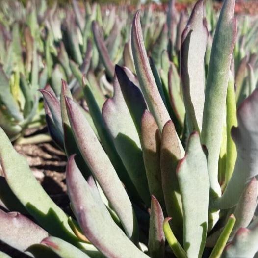 Cotyledon orbiculata Kudu (3 Plants)