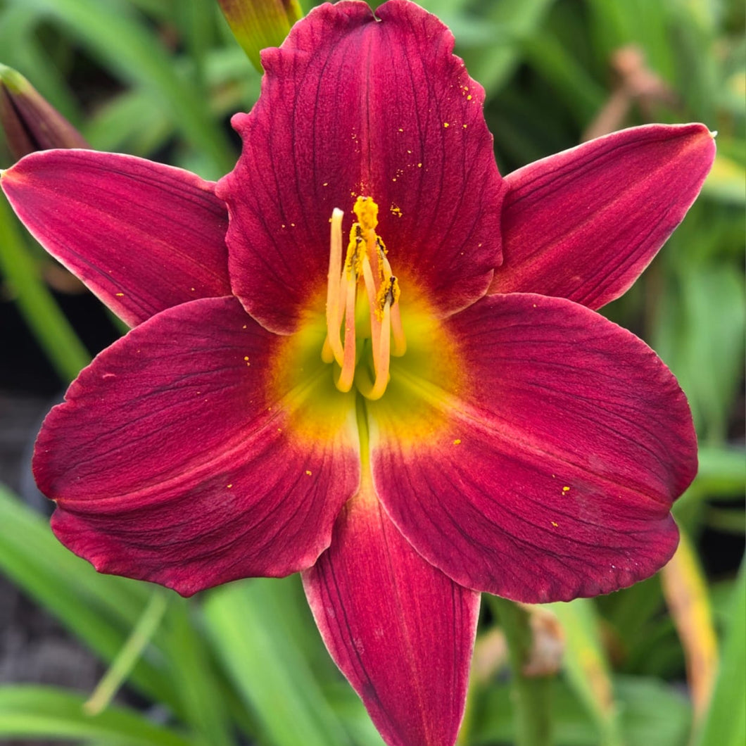 Daylilies - Dark Avenger