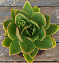 Load image into Gallery viewer, Echeveria Desert Jewel (3 Plants) (Copy)
