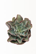 Load image into Gallery viewer, Echeveria Desert Rose (3 Plants)
