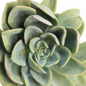 Echeveria Green Montana (3 Plants)