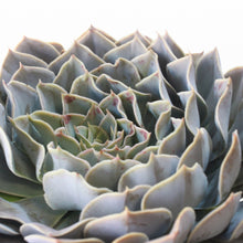 Load image into Gallery viewer, Echeveria Guadalajara (3 Plants)
