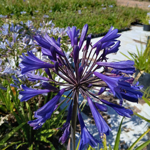 Agapanthus Fiona