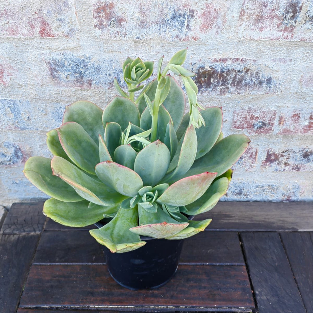 Echeveria Green Montana (3 Plants)