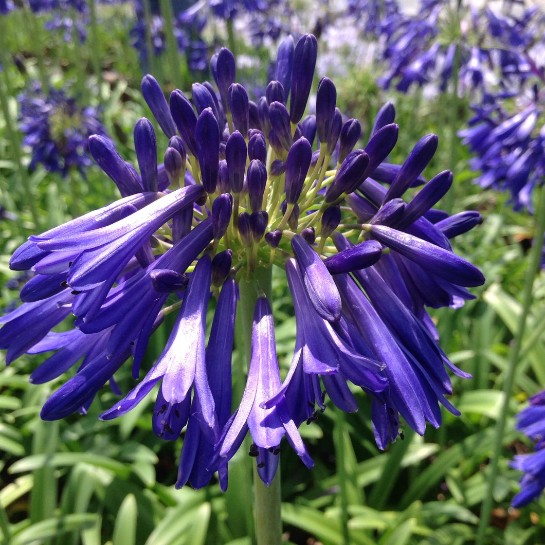 Agapanthus Hanneke