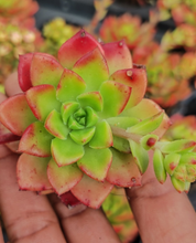 Load image into Gallery viewer, Sedeveria Letizia (3 Plants)
