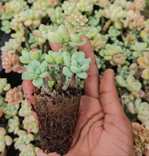 Load image into Gallery viewer, Sedum clavatum (3 Plants)
