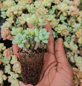 Sedum clavatum (3 Plants)