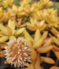 Load image into Gallery viewer, Sedum adolphii (3 Plants)
