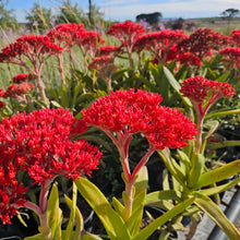 Load image into Gallery viewer, Crassula falcata (3 Plants)
