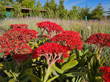 Load image into Gallery viewer, Crassula falcata (3 Plants)
