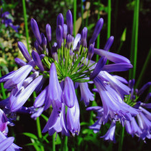 Load image into Gallery viewer, Agapanthus Jonie
