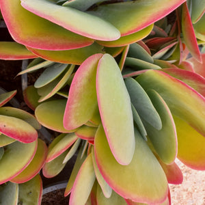 Kalanchoe luciae (3 Plants)