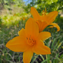 Load image into Gallery viewer, Daylilies - Melon cup
