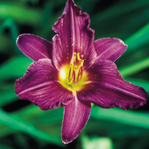 Daylily - Olive Bayley