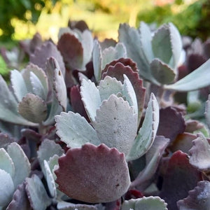 Kalanchoe pumila (3 Plants)