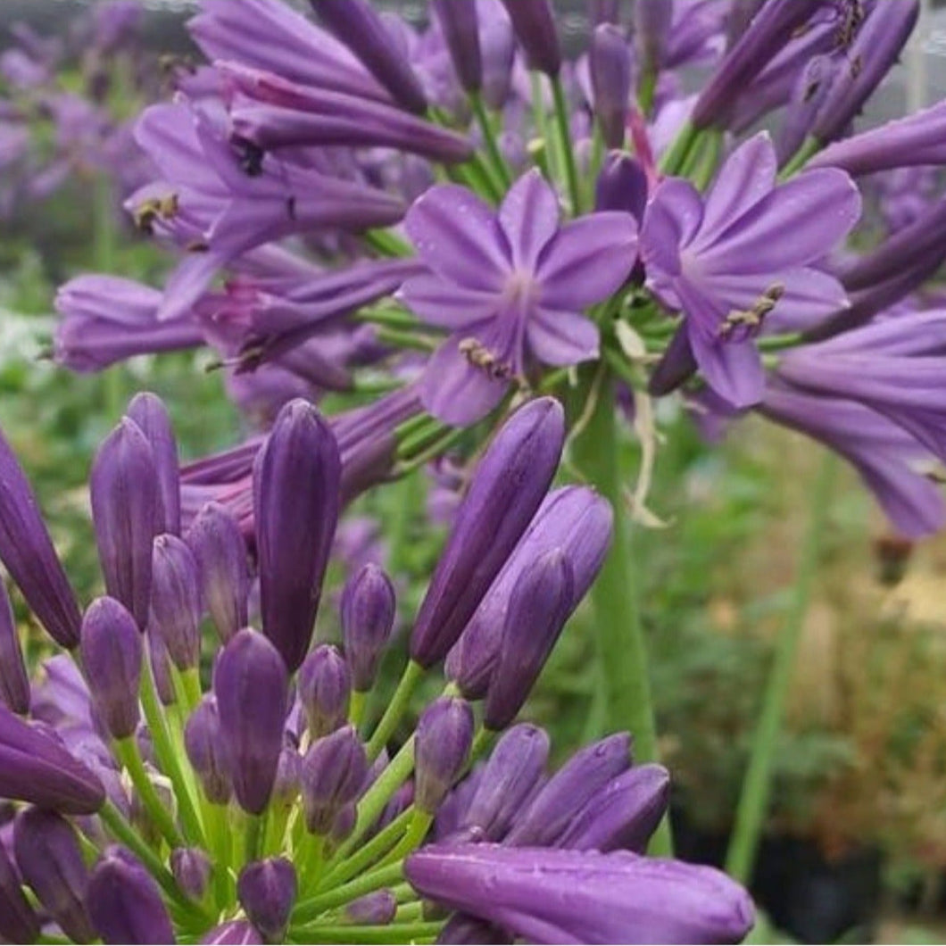 Agapanthus Praecox Purple Delight