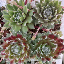 Load image into Gallery viewer, Sempervivum Purple Fluff (3 Plants)
