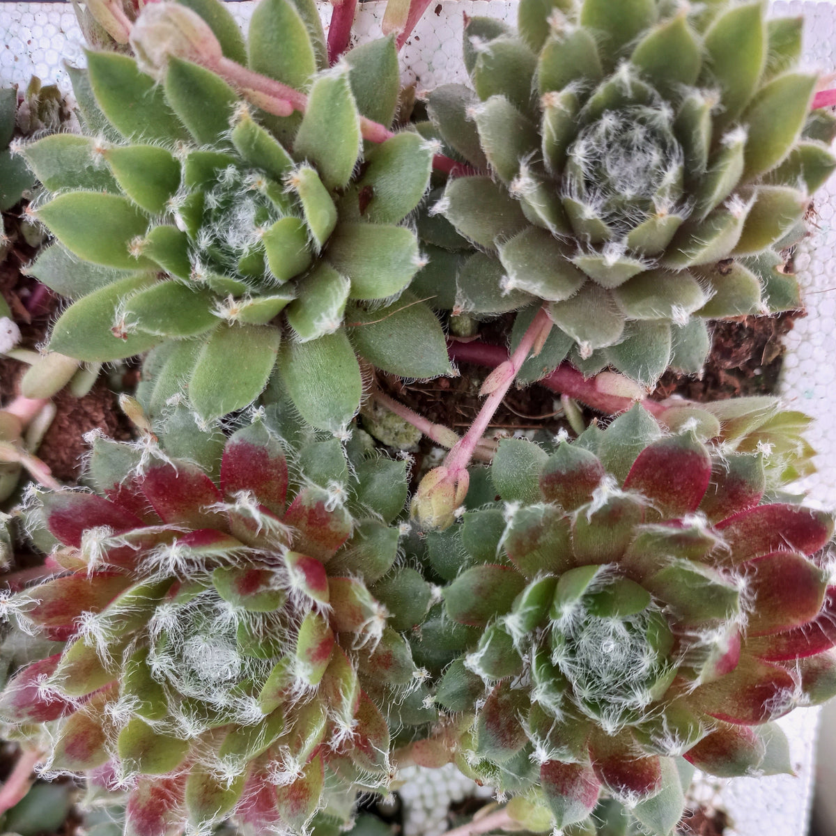 Sempervivum Purple Fluff (3 Plants) – Plants Direct