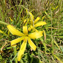 Load image into Gallery viewer, Daylilies - Our Mantise
