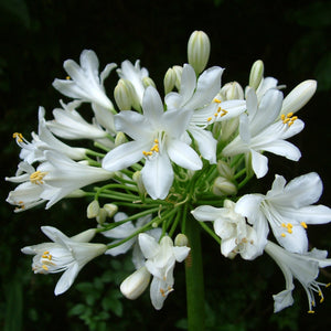 Agapanthus Titch