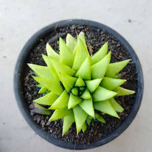 Haworthia Green Star (3 Plants)
